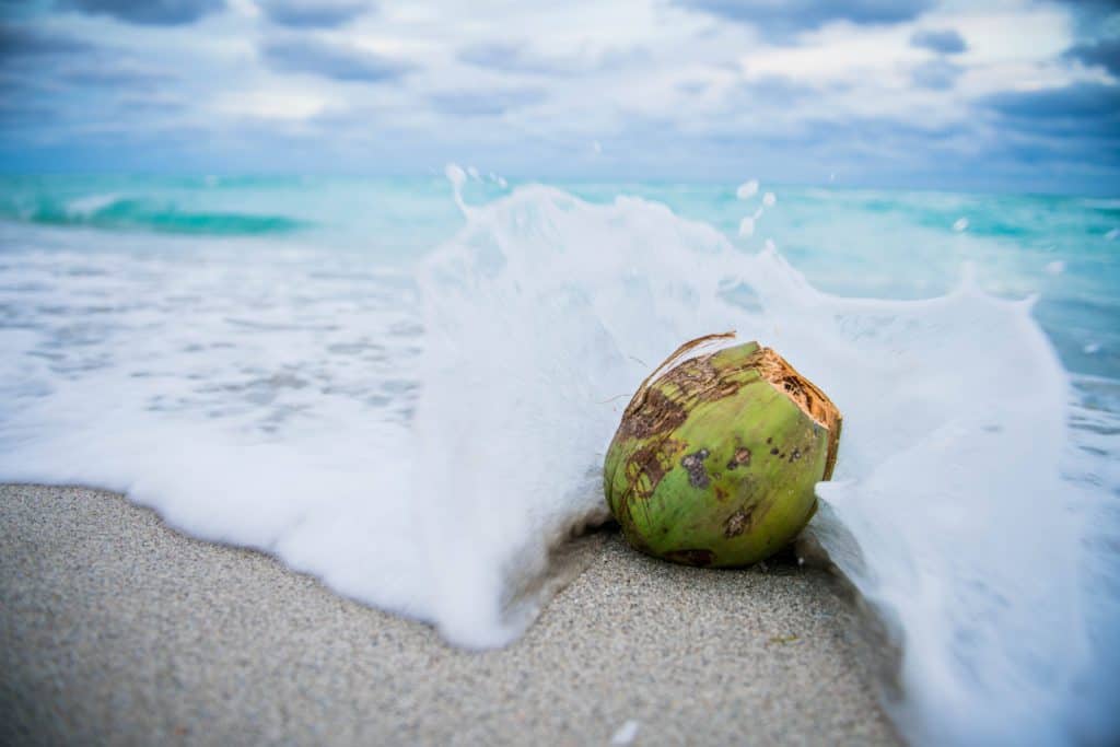 Coconut water from Ayurveda and Yoga perspective